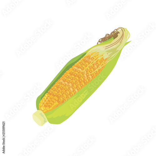 とうもろこし　イラスト　夏野菜　