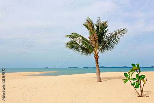 Coconut palm on the background of the sea