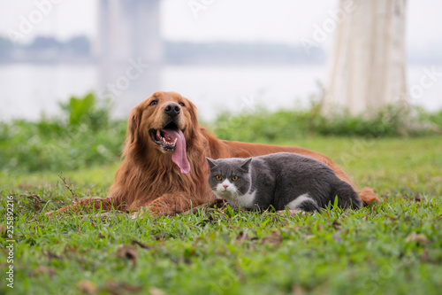 Golden Retriever dogs and British short-haired cats play on the grass