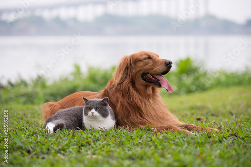 Canvas Print Golden Retriever dogs and British short-haired cats play on the grass