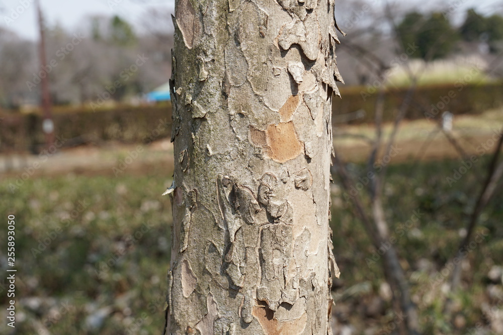 Fototapeta premium サンシュユの樹皮