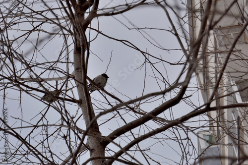 A sparrow on the tree