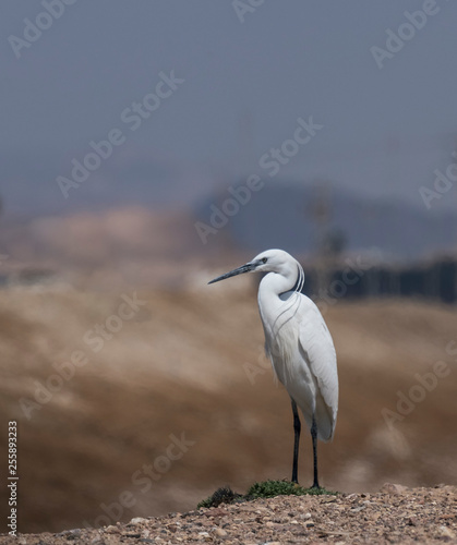 Male of a small white aquatic heron or little egret  (Egretta garzetta) is a ...