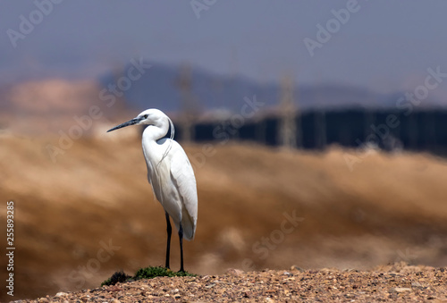 Male of a small white aquatic heron or little egret  (Egretta garzetta) is a ...