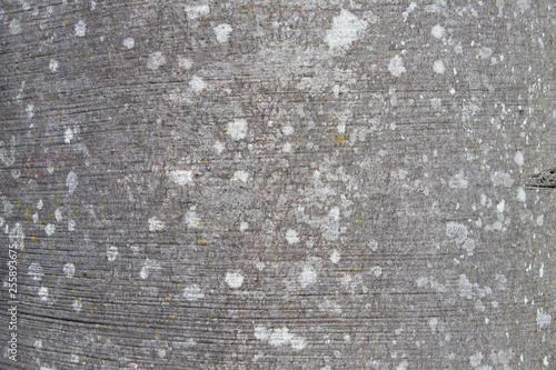 Tree bark texture of Fagus sylvatica or European beech