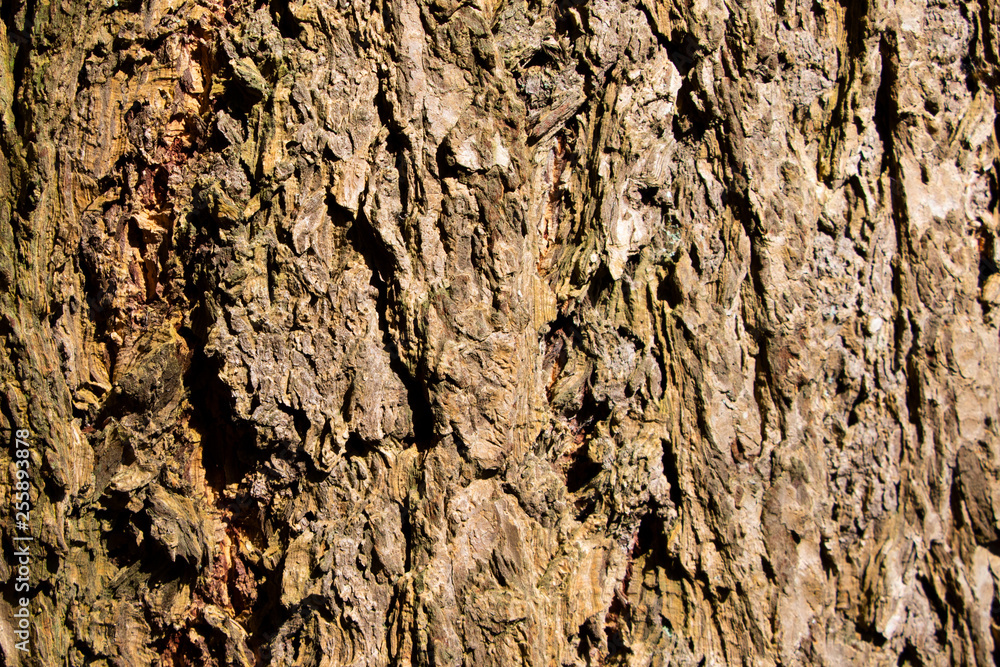 Tree bark texture of Picea abies or European spruce with beautiful rough pattern Tree bark texture of Picea abies or European spruce with beautiful rough pattern