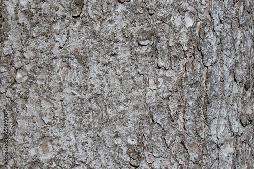 Tree bark texture of Picea abies or European spruce with beautiful rough pattern