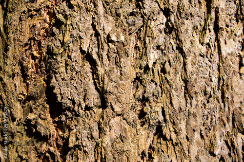 Tree bark texture of Picea abies or European spruce with beautiful rough pattern