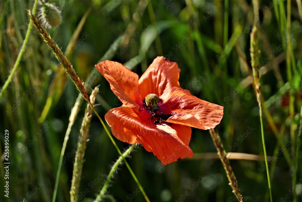 Fototapeta premium Sommer Mohn