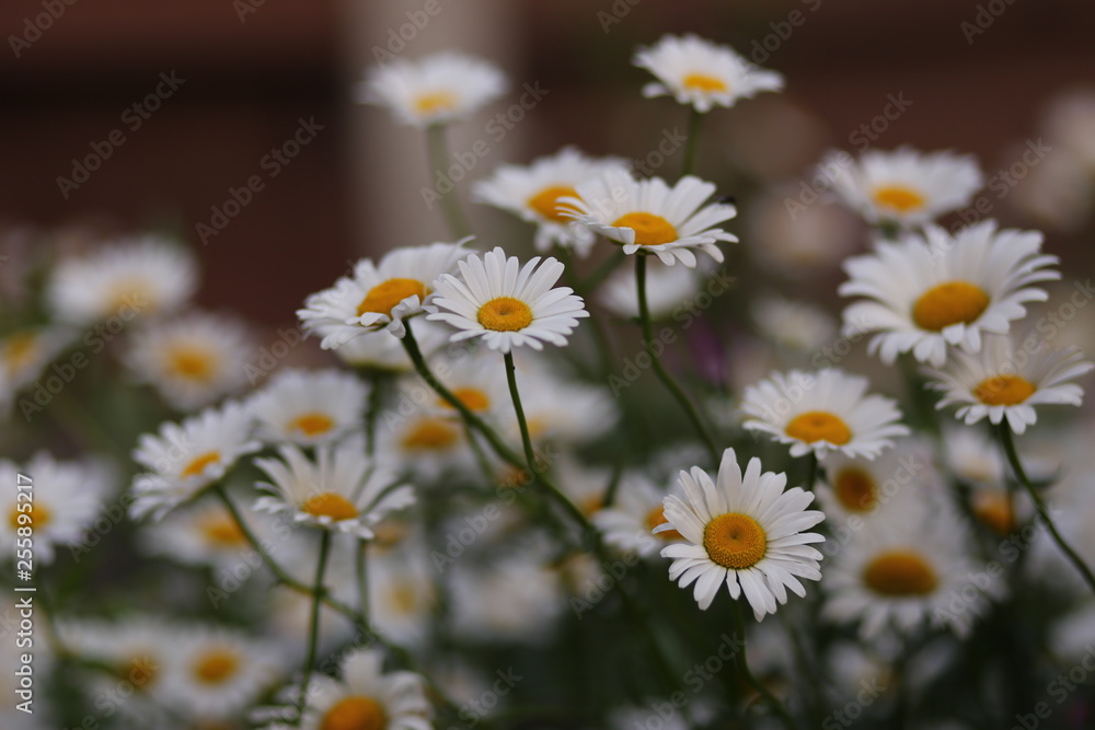 Fototapeta premium white flowers on green background