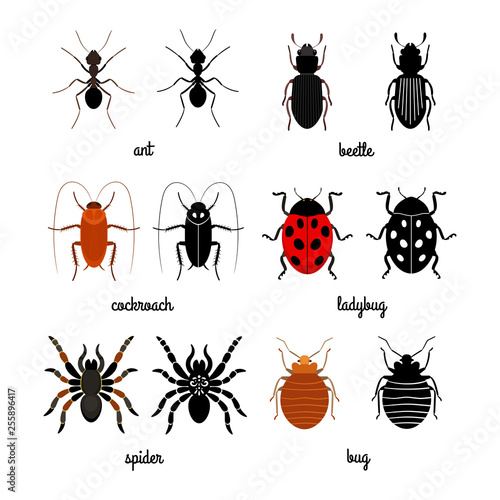 Crawling insects vector set - ant, spider, beetle, ladybug. Illustration of insect ladybug, cockroach and crawling insect