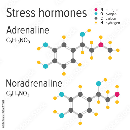 Adrenaline and noradrenaline vector chemical formulas. Stress harmones. Chemical molecular model.
