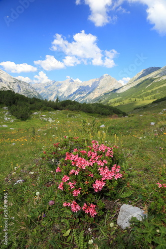 alpenrosenbusch im hochgebirge © rupbilder
