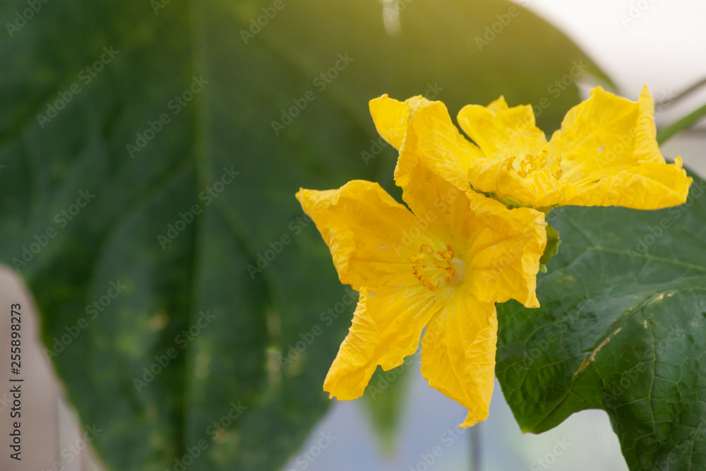 Yellow Angled loofah flower with sunlight on nature background in the garden. Yellow Angled loofah flower with sunlight on nature background in the garden.