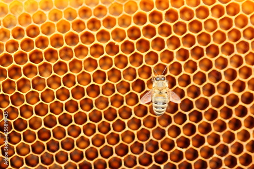 eine Biene auf der wabe