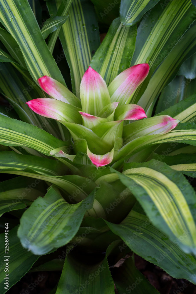 Obraz premium Close-up of a beautiful flowering Nidularium innocentii var. lineatum plant.