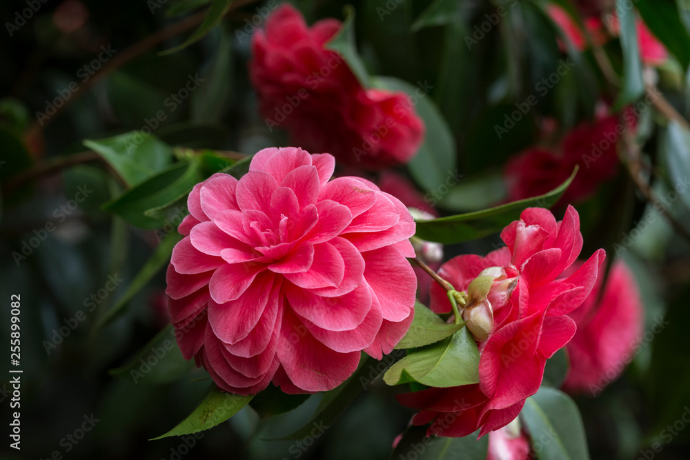 Close-up of a beautiful blooming pink Camellia japonica (also known as common camellia or Japanese camellia) 'Palazzo Tursi', a flowering tree or shrub. Close-up of a beautiful blooming pink Camellia japonica (also known as common camellia or Japanese camellia) 'Palazzo Tursi', a flowering tree or shrub.
