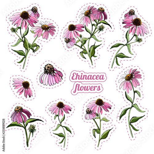 Collection of sitickers of  bouquets of pink echinacea flower. Hand drawn sketch.