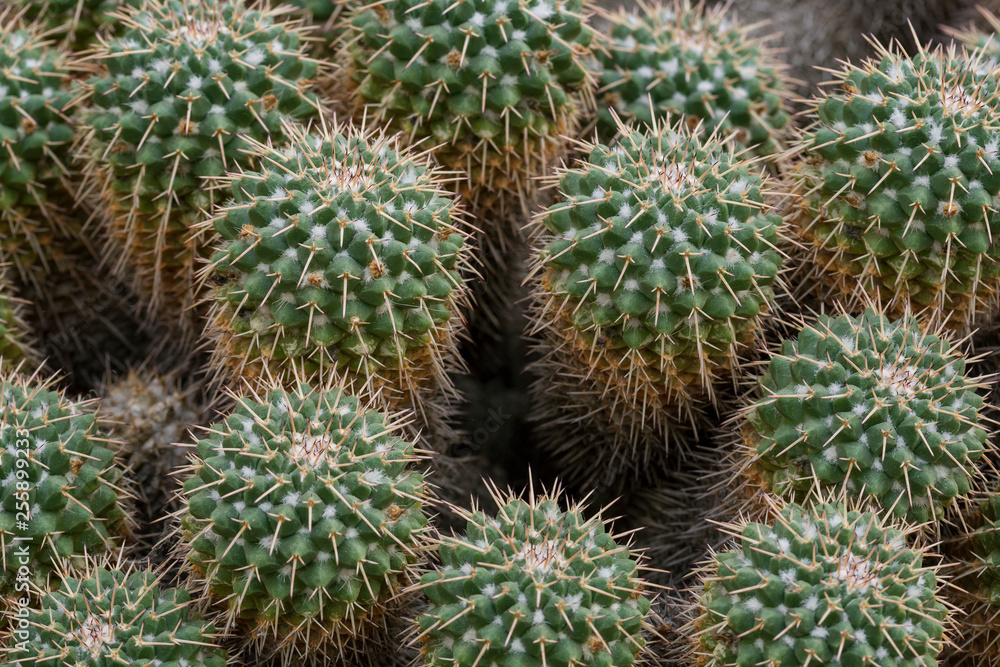 Close-up of several spiky Mammillaria compressa cacti viewed from above. Close-up of several spiky Mammillaria compressa cacti viewed from above.