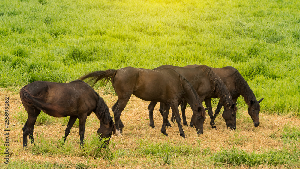 4 black horses eat grass on the ground 4 black horses eat grass on the ground