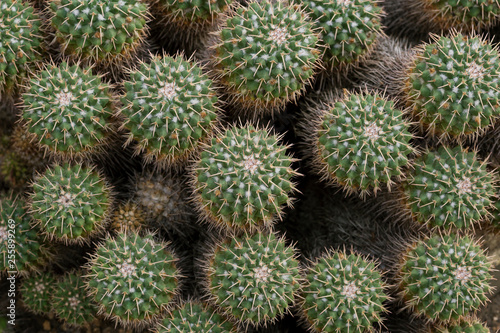 Close-up of several spiky Mammillaria compressa cacti viewed from above.