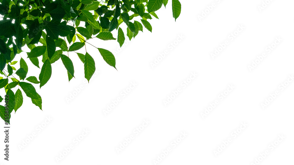 Green leaves on a white background Green leaves on a white background