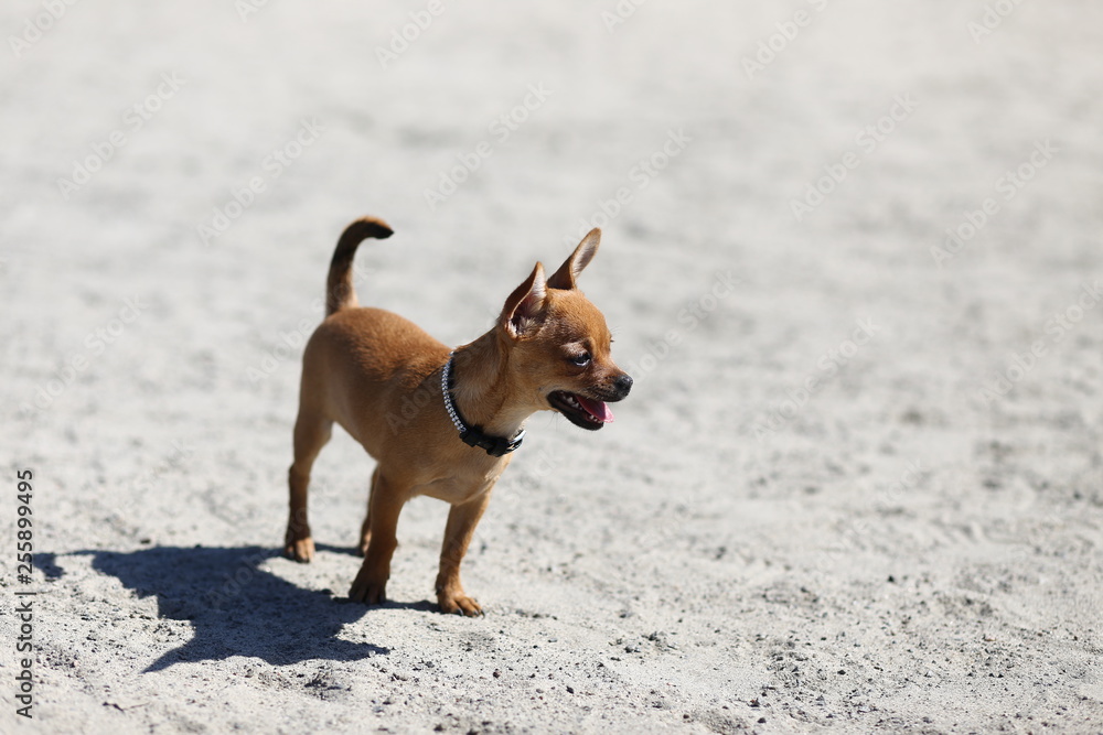 Chihuahua, nature, street, dog, nature, puppy, Dog, animal, pet, puppy, brown, cute, breed, dog, mammal, isolated, sitting, Chihuahua, white, small, Pets, puppy, dog, adorable, grass, friend, funny, p