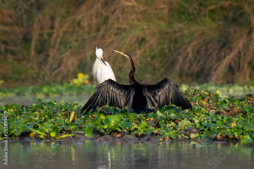 Darter or Snakebird or the Plotus anhinga Spreading its Wings photo