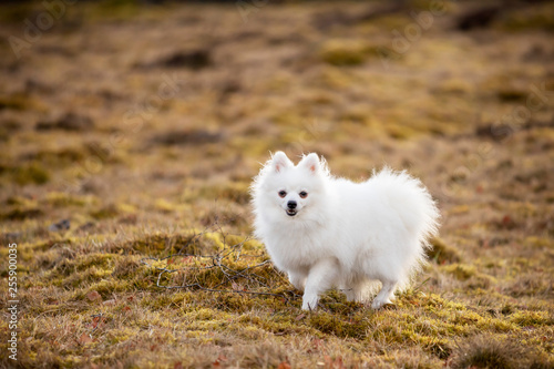 Obraz na plátne Portrait of white dog on field
