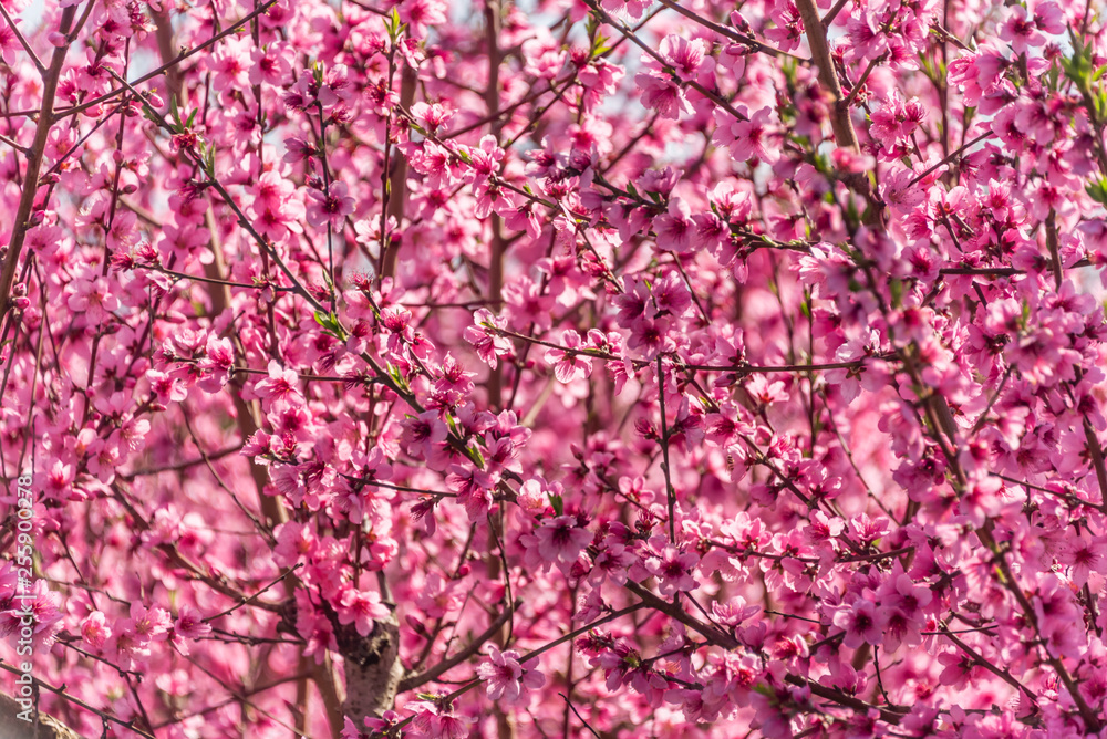 Bright Pink Peach Blossoms in Spring Bright Pink Peach Blossoms in Spring