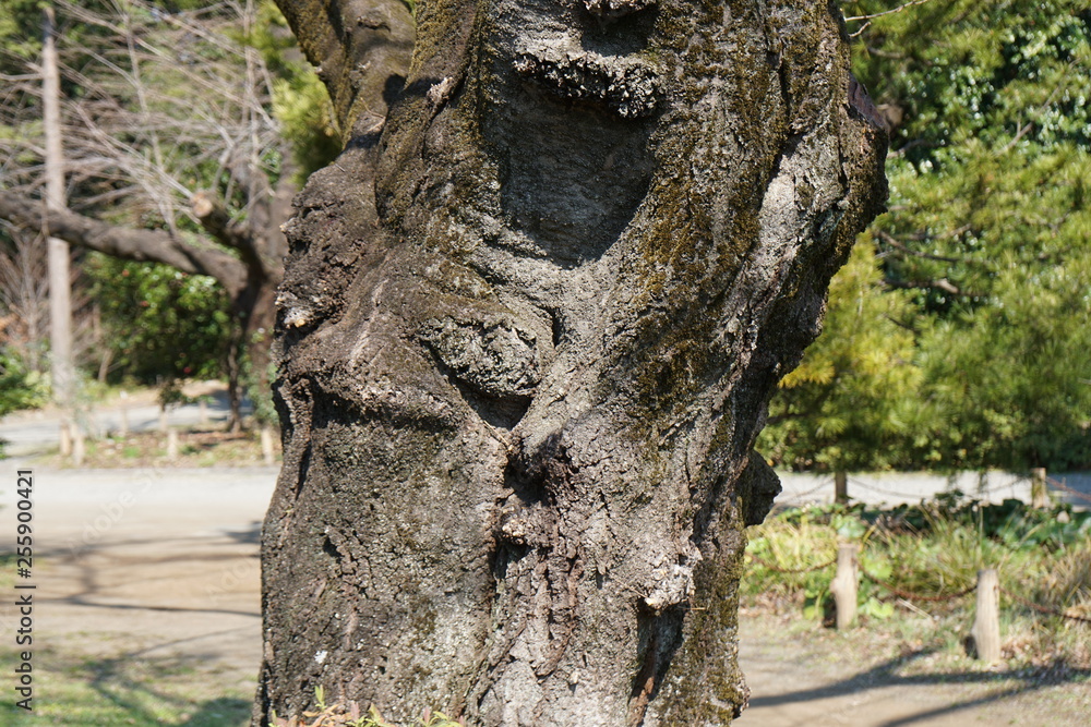ソメイヨシノの樹皮