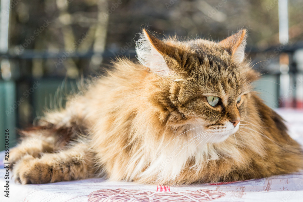 Obraz premium Adorable long haired cat of siberian breed in relax. Hypoallergenic pet of livestock