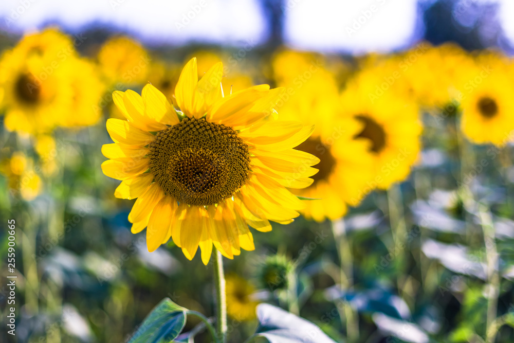 Fototapeta premium Beautiful sunflower field in the afternoon.