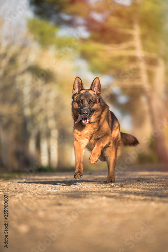 Portrait of a german shepherd running in the field. Vertical. Copyspace