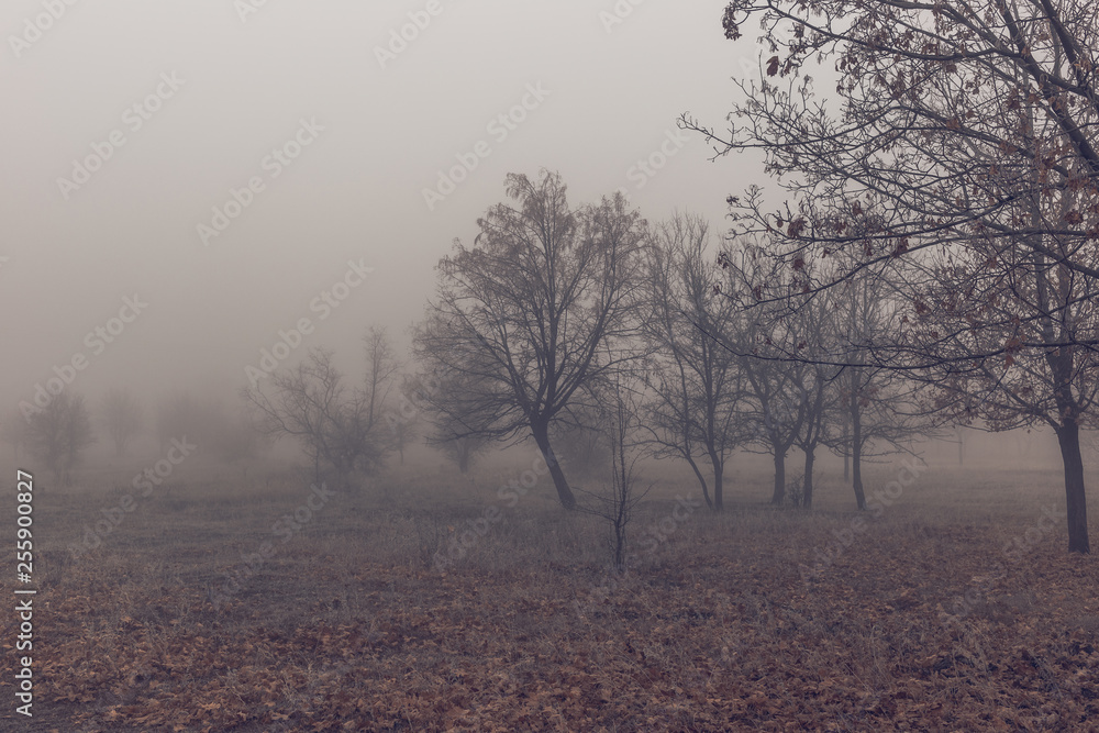 Autumn landscape with trees in thick fog and frost on the branches Autumn landscape with trees in thick fog and frost on the branches