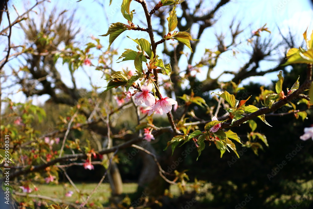 Obraz premium 河津桜