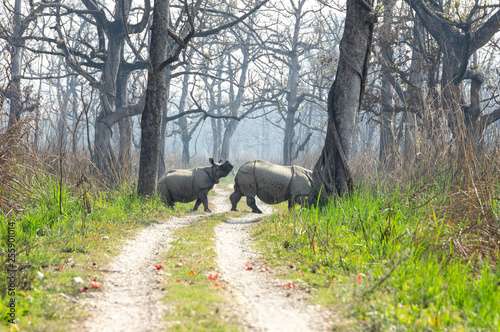 Greater One-Horned Rhinoceros or Rhinoceros unicornis in the Jungle