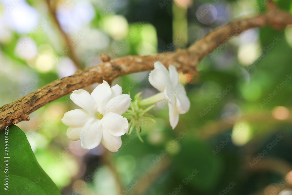 マツリカ ジャスミン の花 Stock 写真 Adobe Stock
