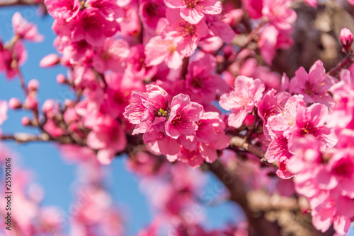 Bright Pink Peach Blossoms in Spring © JonShore