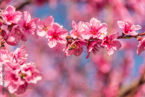 Bright Pink Peach Blossoms in Spring