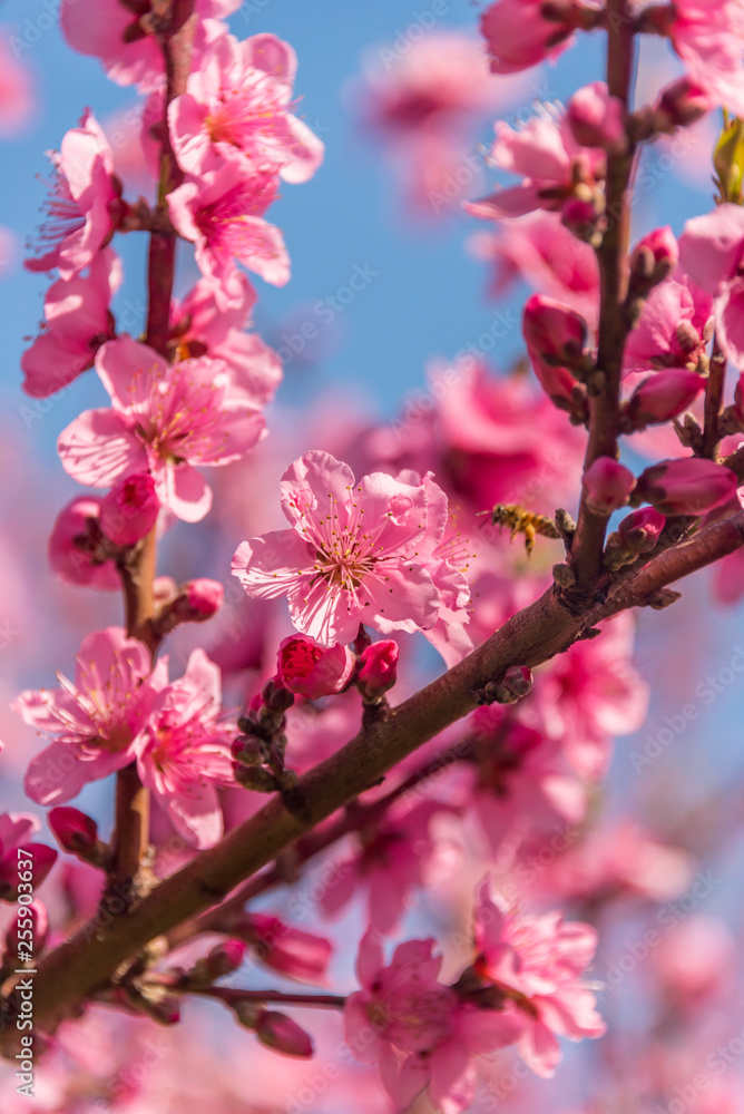 Bright Pink Peach Blossoms in Spring Bright Pink Peach Blossoms in Spring