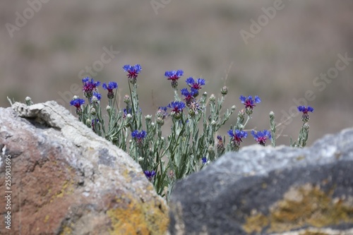 Cyanus depressus in front of the rock. photo