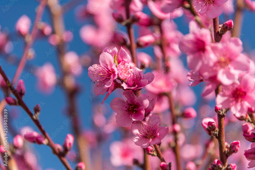 Bright Pink Peach Blossoms in Spring Bright Pink Peach Blossoms in Spring