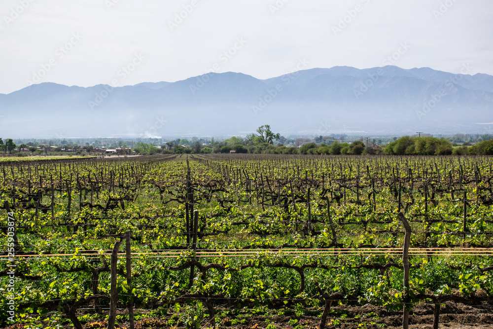 Argentinien - September 2014: Weinanbau mit Bergkulisse im Hintergrund