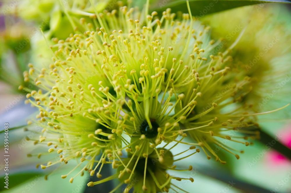 close up of yellow xanthostemon chrysanthus close up of yellow xanthostemon chrysanthus