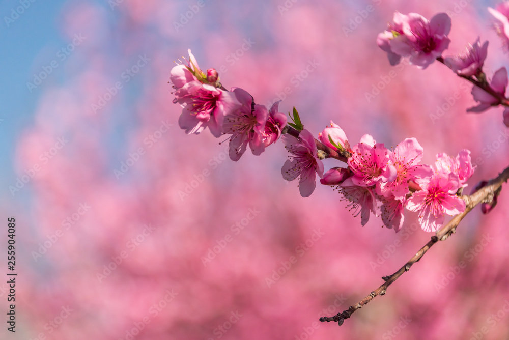 Bright Pink Peach Blossoms in Spring Bright Pink Peach Blossoms in Spring