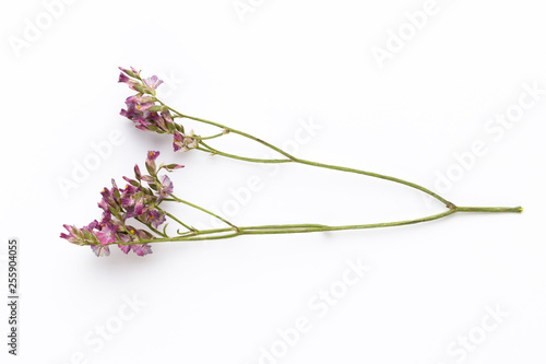 Dried flowers on white background. Flat lay  top view.