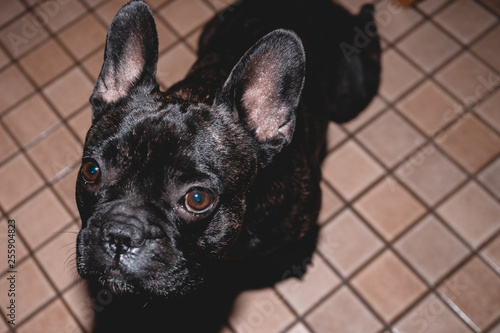 French Bulldog