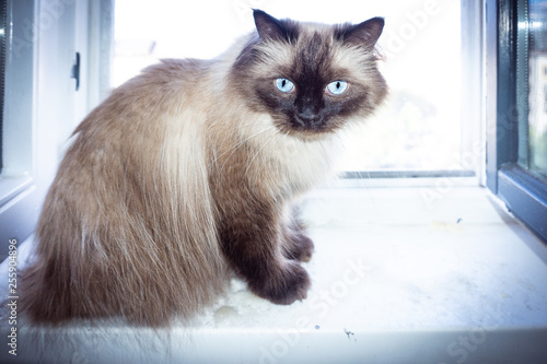 Katze