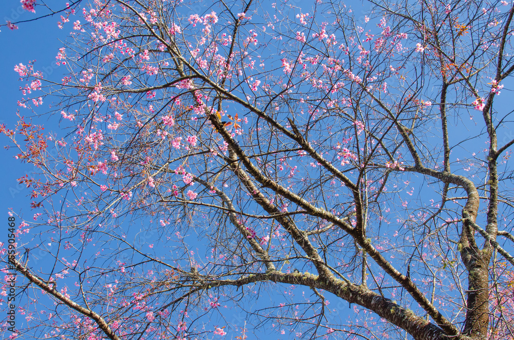 Wild Himalayan Cherry tree with blue sky Wild Himalayan Cherry tree with blue sky